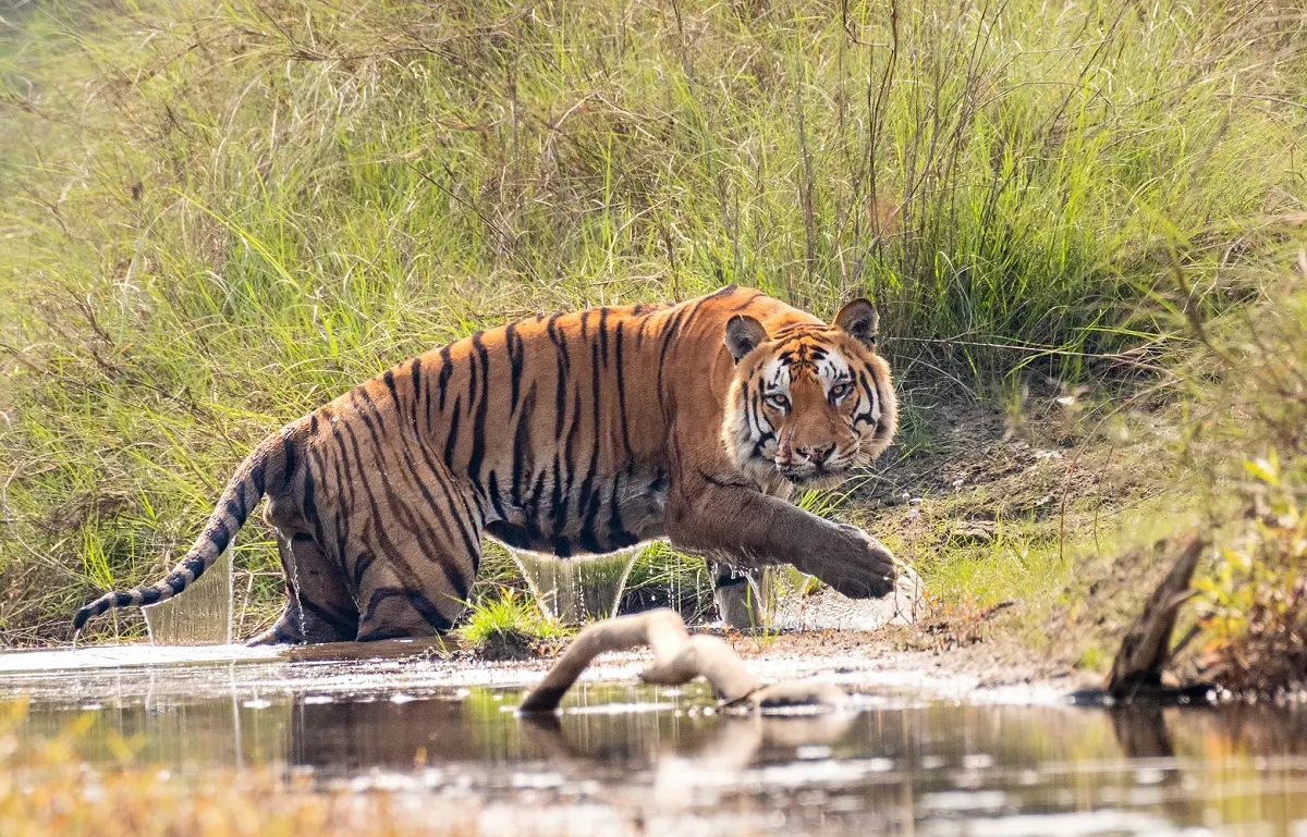 नेपालमा बाघको सङ्ख्या बढेर ४२९ पुग्यो: चितवनमा सबैभन्दा धेरै, बर्दिया दोस्रो स्थानमा