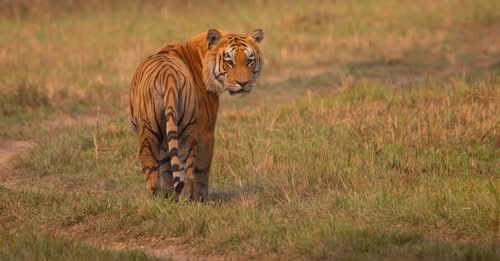 पर्सामा बढ्दो बाघ संरक्षणका लागि अन्तर्राष्ट्रिय मापदण्डको प्रक्रिया सुरु