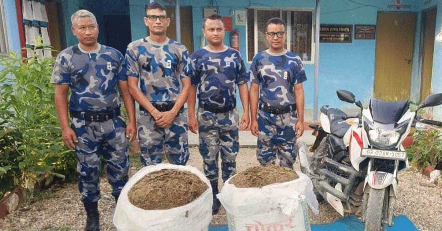 सिरहामा ५० किलो गाँजा बरामद, चालक फरार